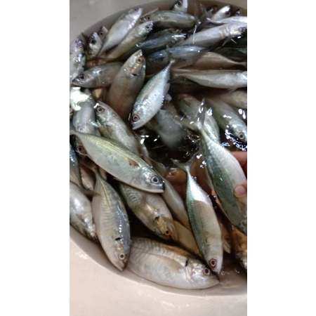 

Ikan kembung Banjar