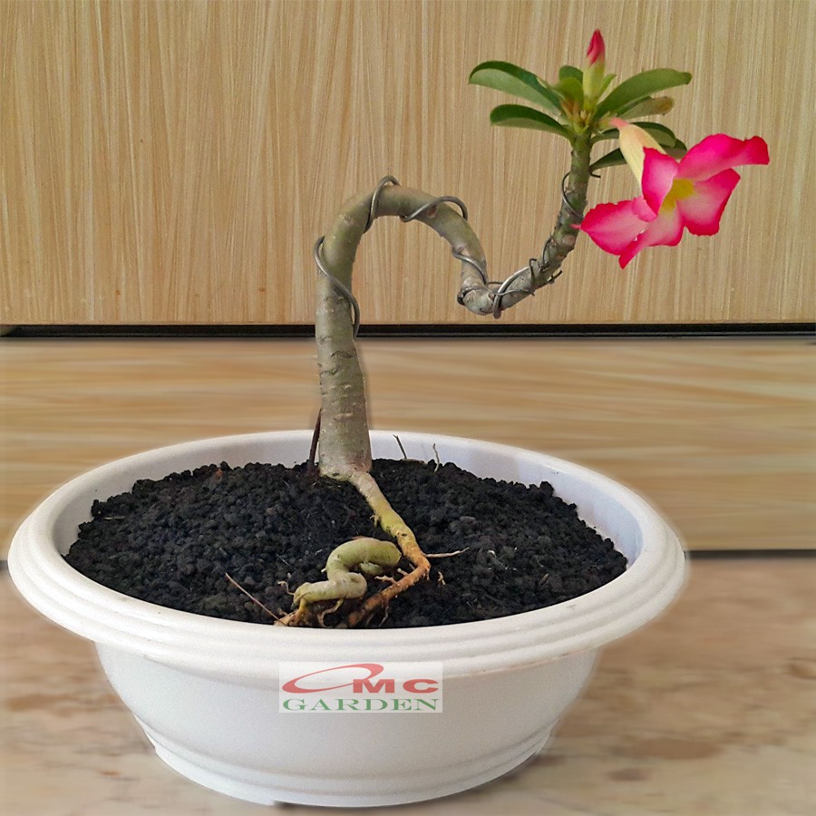 Tanaman Hias Bonsai Adenium Arabicum Obesum Kamboja Jepang B-KJ-016