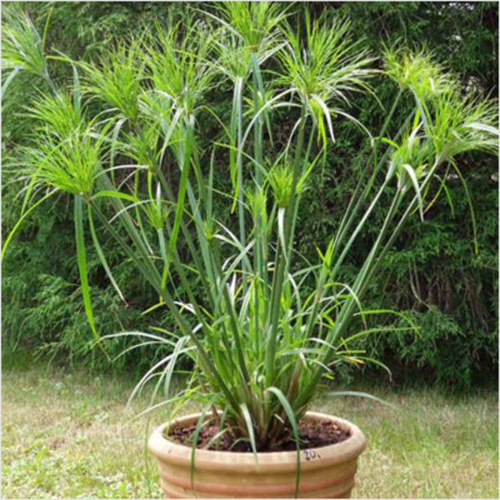 Tanaman Air Giant Papyrus Shopee Indonesia Tanaman Air Giant Papyrus Shopee Indonesia
