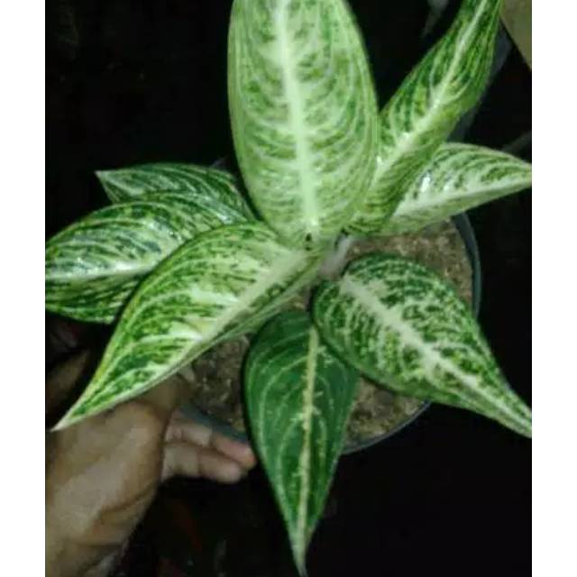 Bibit Bunga Aglonema White Legacy (Legacy Putih)