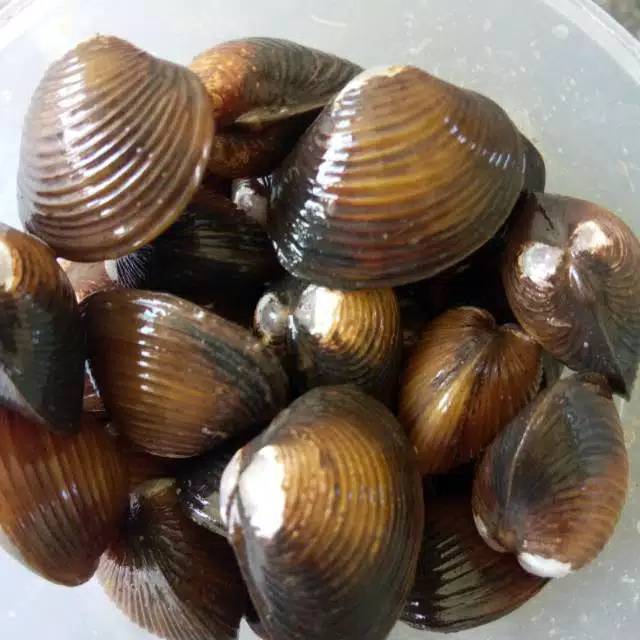 

REMIS LAYA (CECE)/HAREMIS/KERANG TAWAR 100 gram