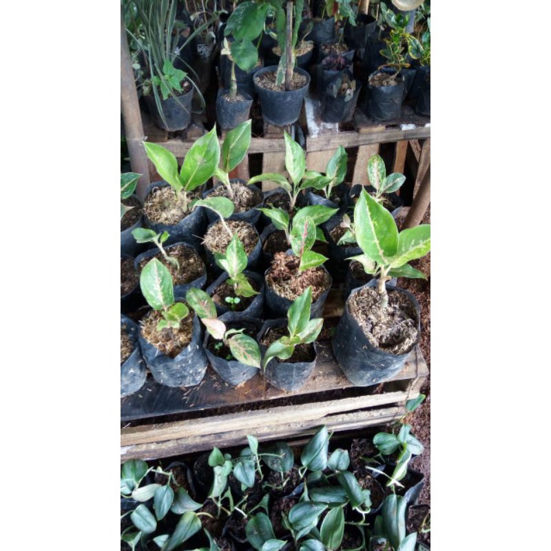 tanaman hias, anakan aglonema big papa