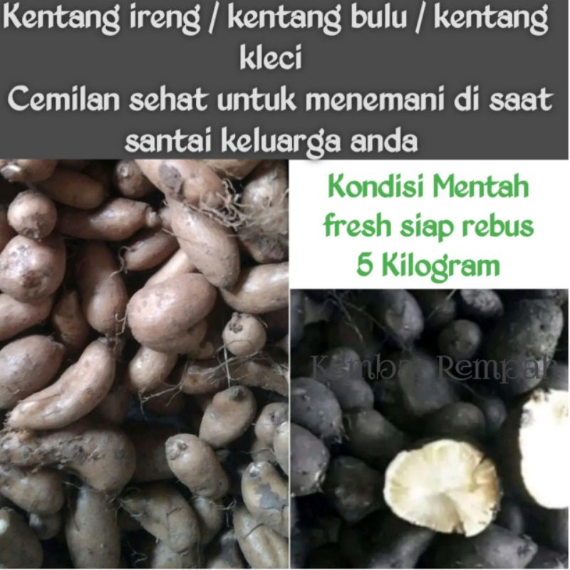 Kentang bulu kentang ireng kentang hitam kentang kleci 5 kilogram
