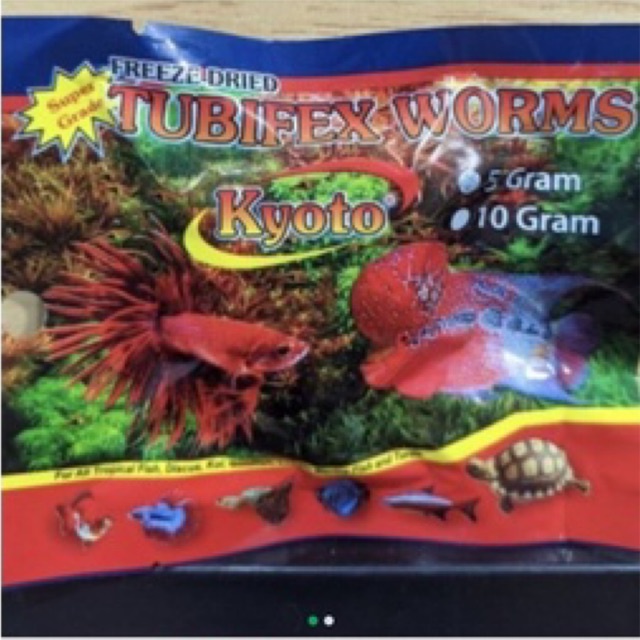 cacing kering kyoto tubifex