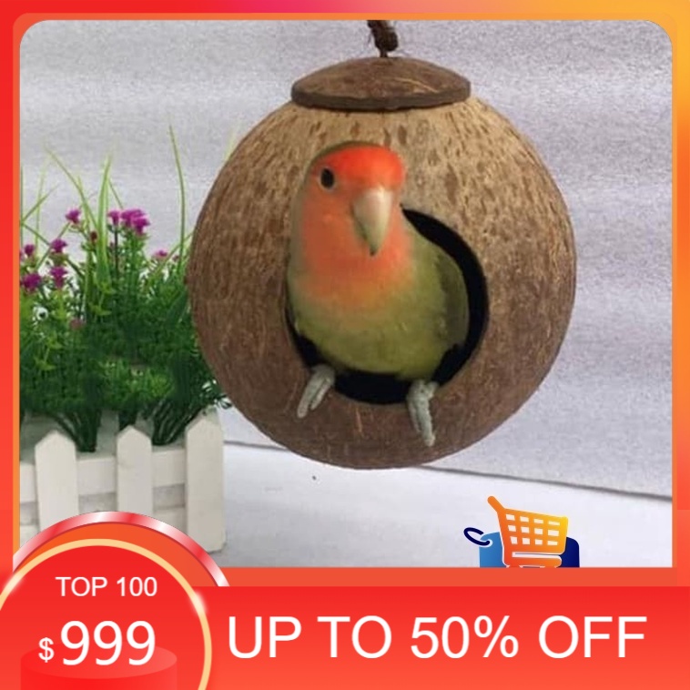 Glodok batok Kelapa Rumah Sarang Bertelur Burung Lovebird Kenari Ciblek Pleci