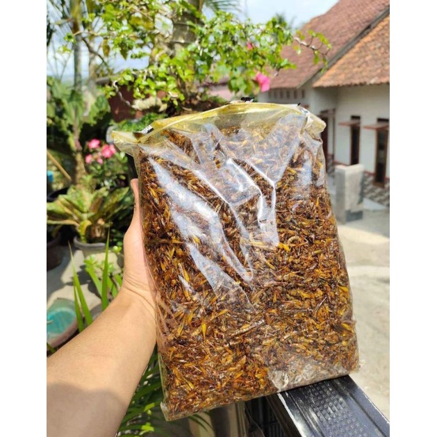 

Belalang goreng utis/sawah lezat termurah!!!
