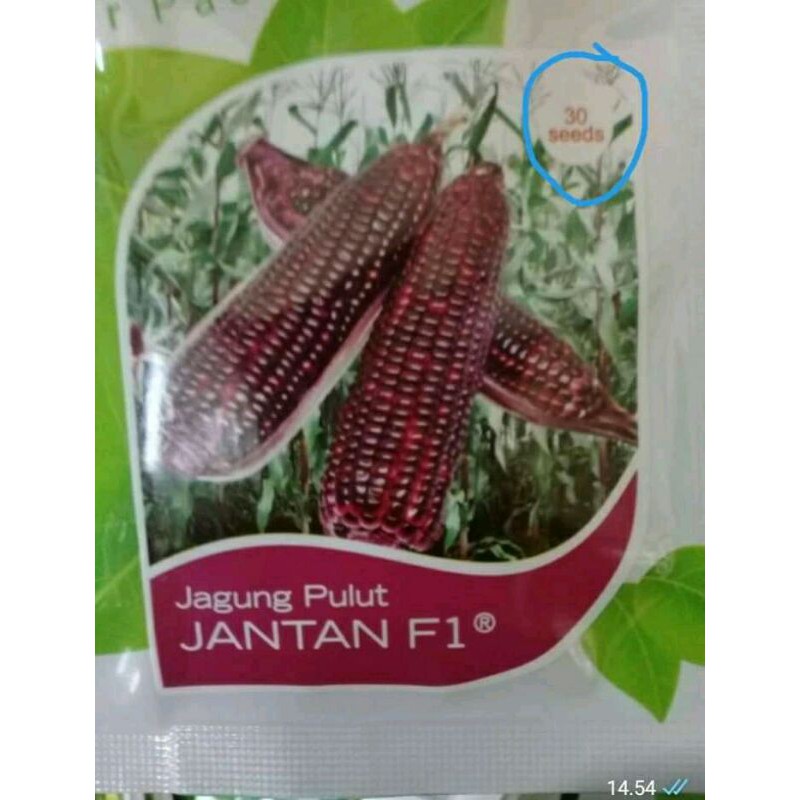 JAGUNG PULUT JANTAN F1 CAP PANAH MERAH