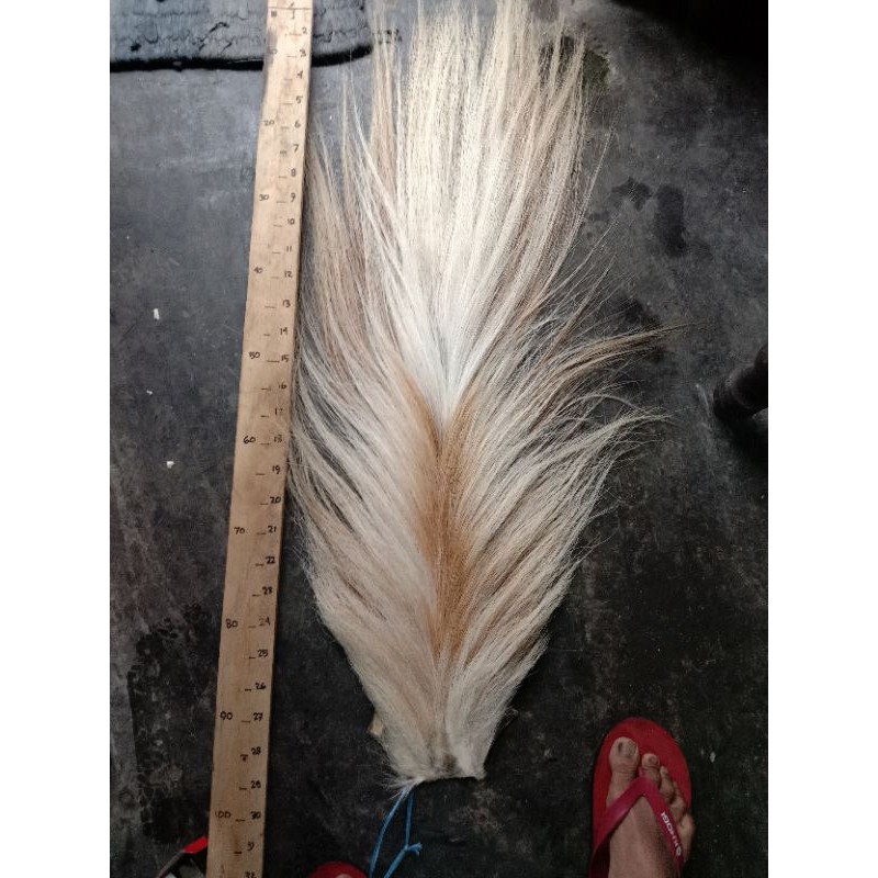 buntut kuda ekor kuda gubat jaran