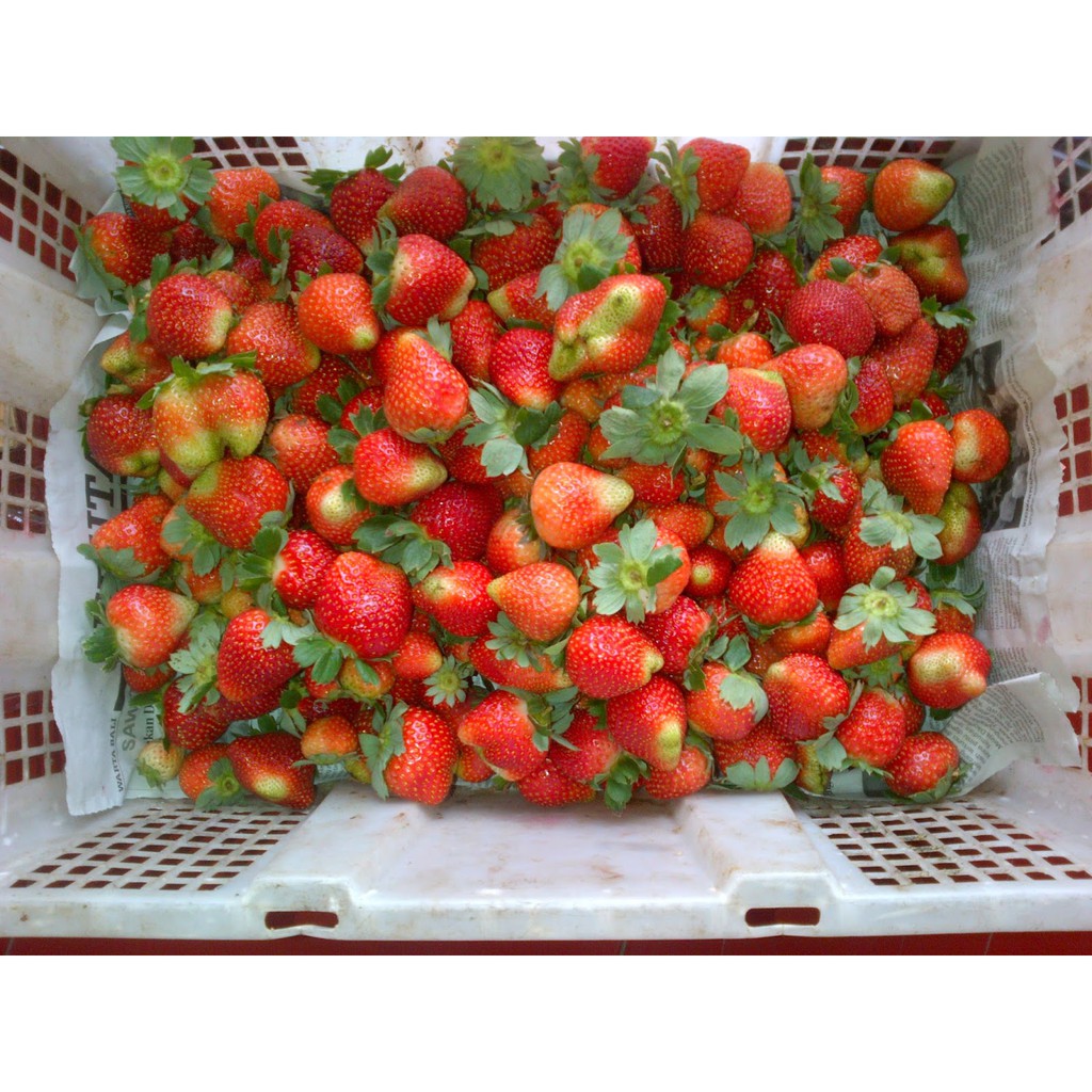 

Stroberry / Strawberry 100 gram