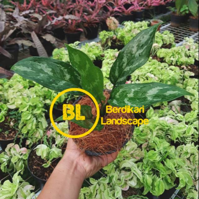 Sri rejeki Blanceng sri rezeki aglaonema commutatum