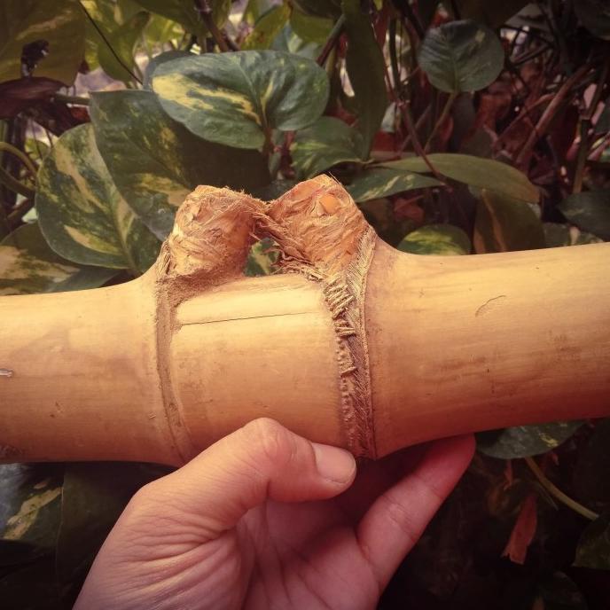 Bambu Pethuk Petuk Koclak besar