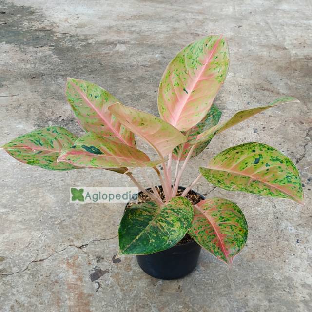  Aglonema  Bigroy Lulaiwan  Aglopedia Shopee Indonesia