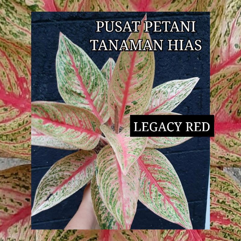 Bibit aglonema Legacy red