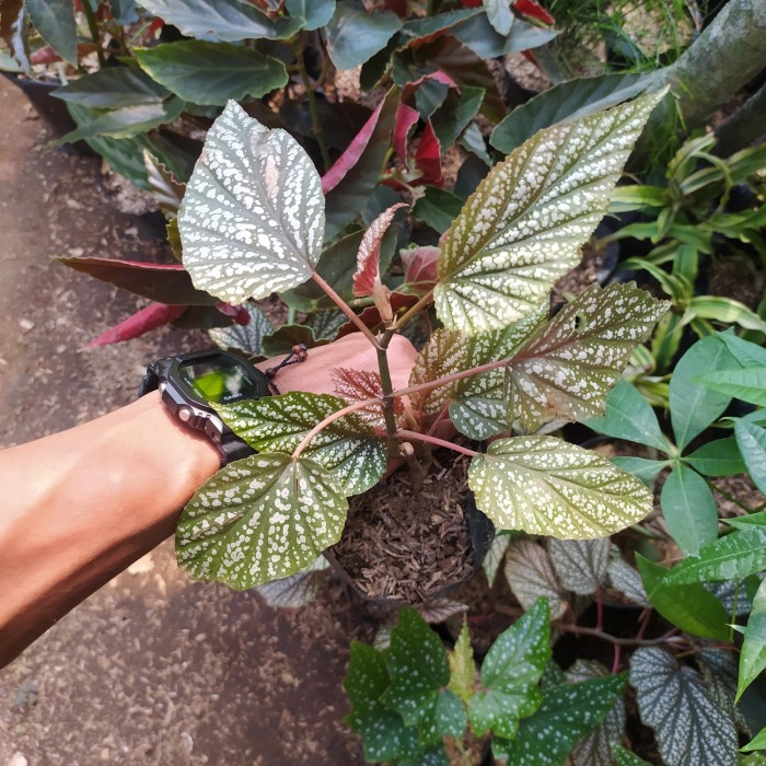 Tanaman hias begonia wings - begonia silver - begonia wing - begonia