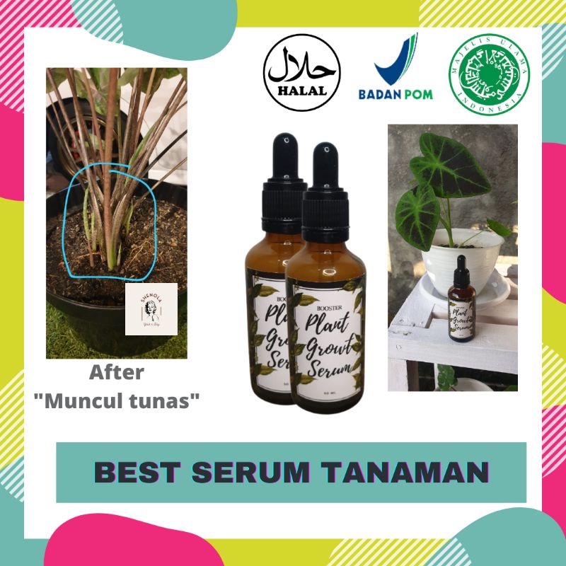 Serum Tanaman Hias Lebih Ampuh dari Albero Aglonema Alami Organik Pupuk Cair Plant Growth Booster