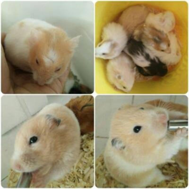 Hamster Syrian Jinak Friendly Lucu Imut MURAH