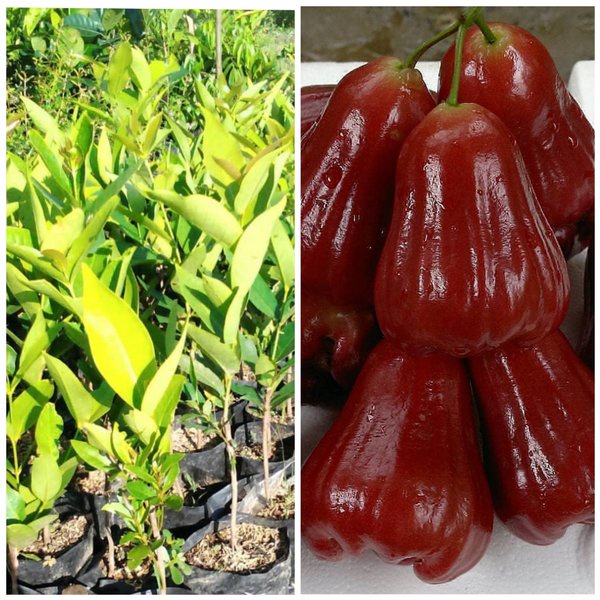 LAGI VIRAALL bibit tanaman buah jambu air citra khas demak TOP MARKOTOP