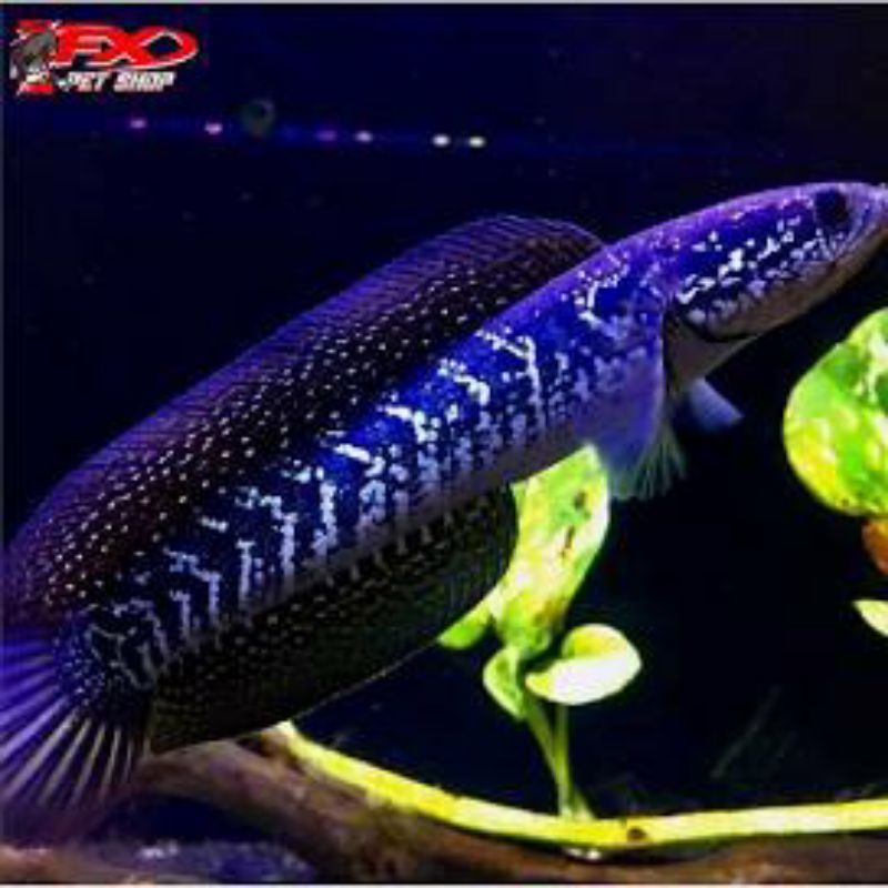 ASIATIKA CANA ASIATIKA whit spot GARANSI 100%