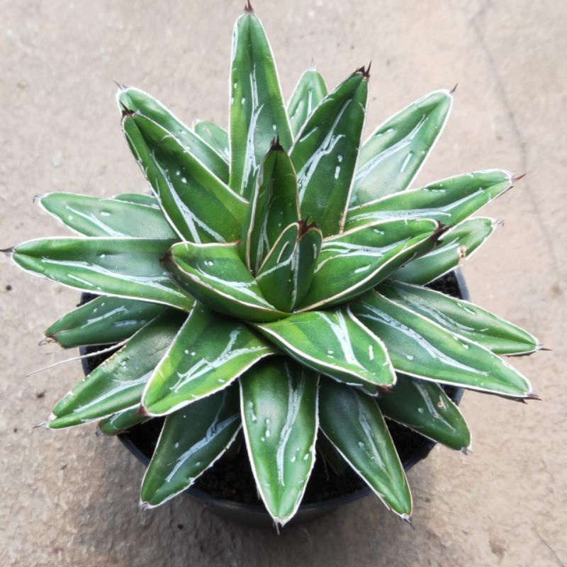 agave Victoria reginae cream varigata