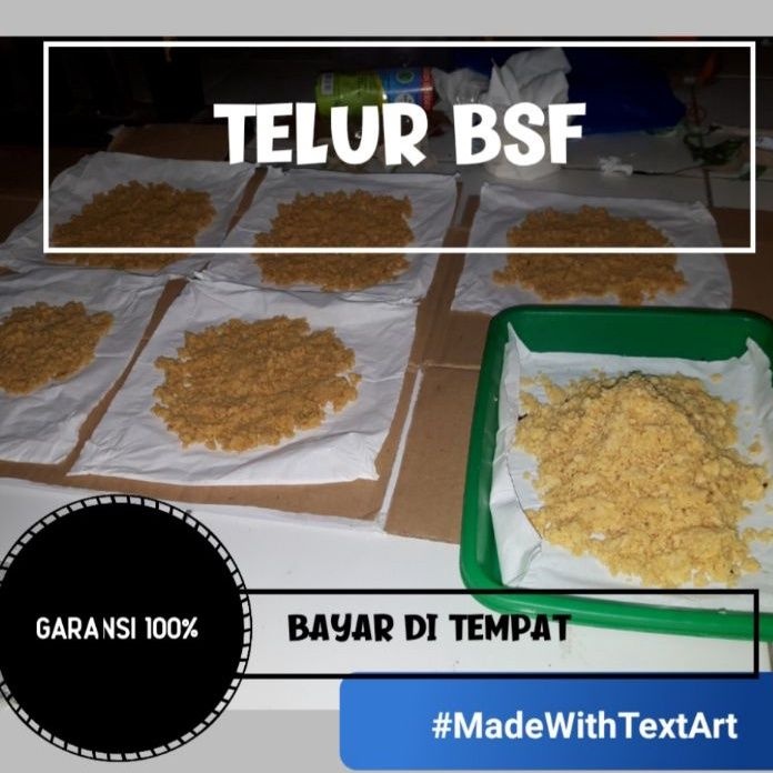 

telor bsf fresh 1gr, 2gr, 3gr, 4gr untuk pemula