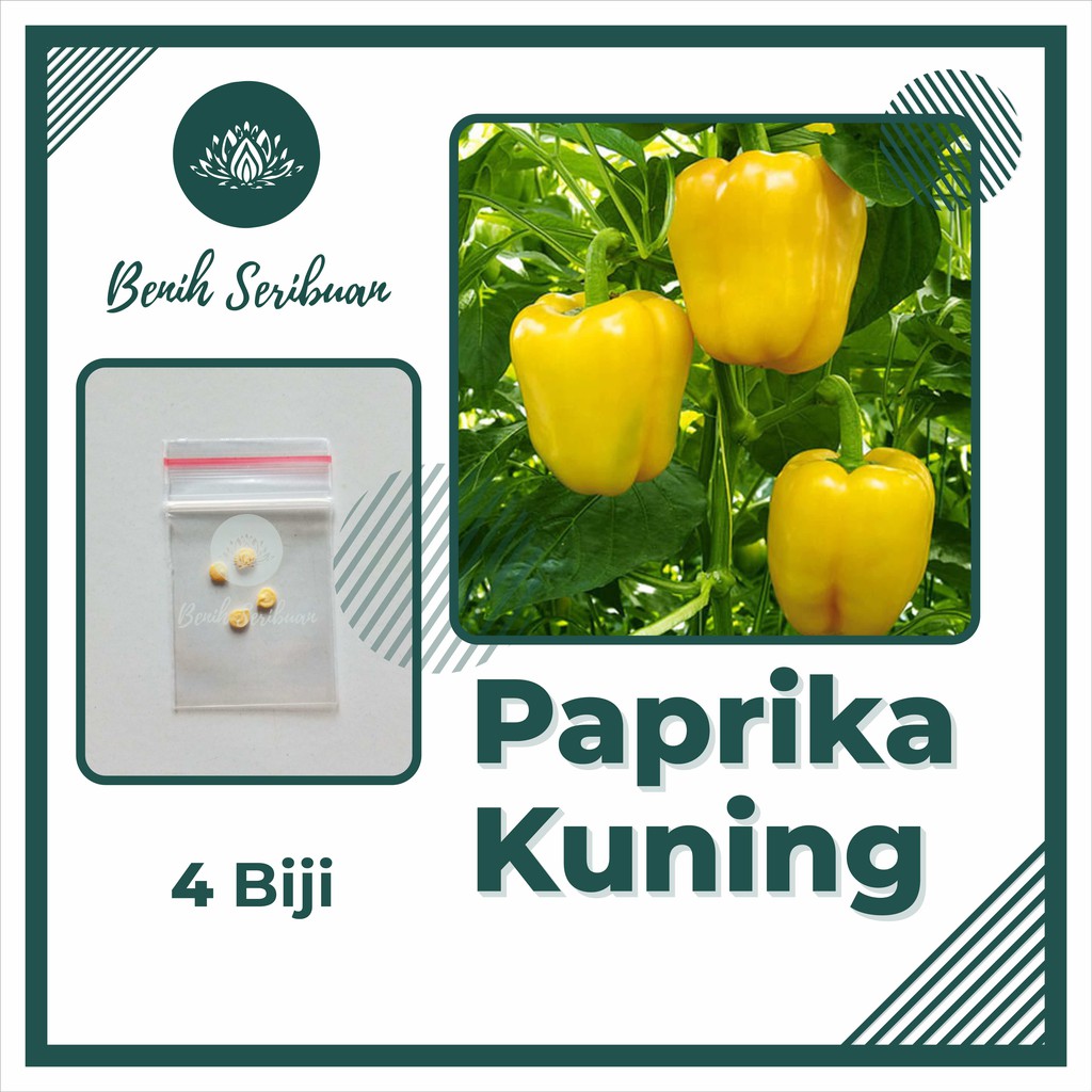 4 Bibit Paprika Kuning F1 Golden Star Sayuran Benih Unggul Known You Seed Tanaman Sayur Seribuan