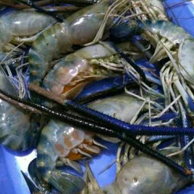 

Udang Galah 250 gr - Gerobak Sayur Palembang