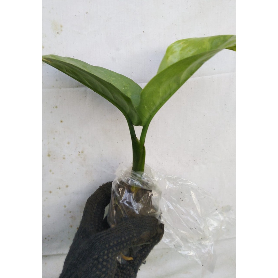 Aglaonema Silver Curly