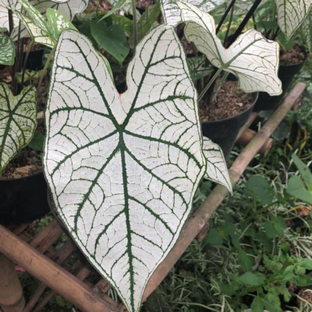 Tanaman Hias Keladi Putih Caladium Variegata Shopee Indonesia