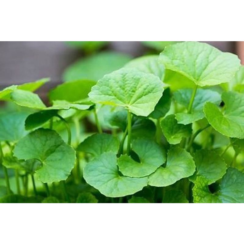 

daun antanan pegagan segar herbal anemia