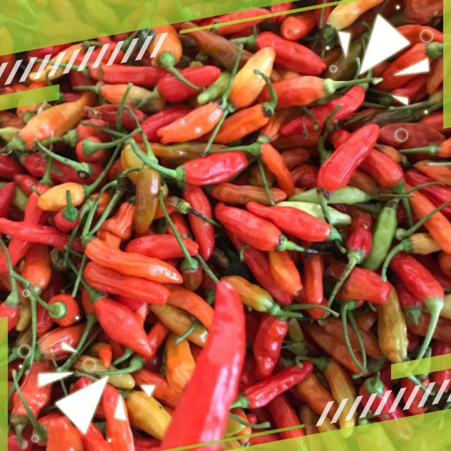 Gudange Benih Cabe Rawit Pedas SRET Organik untuk dataran rendah