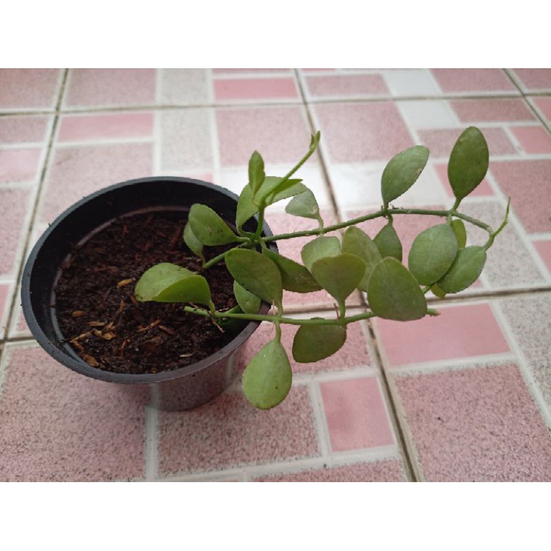 Dischidia Gery Dischidia Geri Dischidia Gerri Gerry