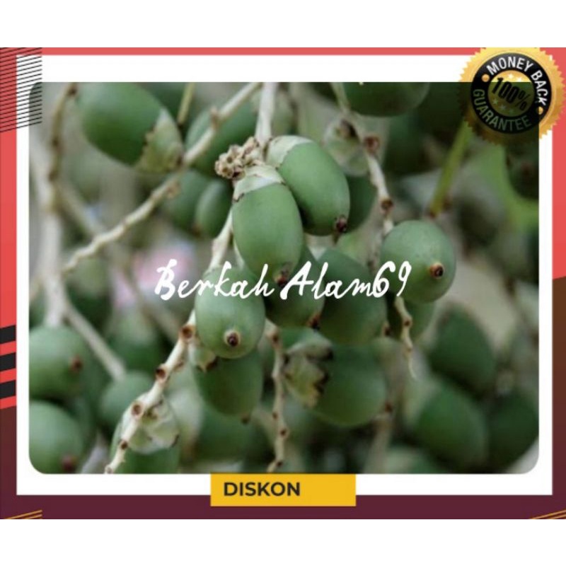 

Buah Pinang Muda atau Jambe Muda 1kg Murah