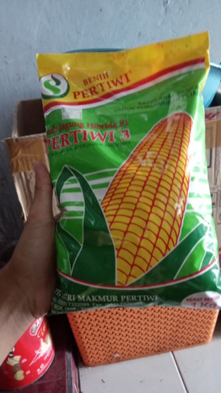 Bibit Jagung. Benih Jagung Hibrida F1 Pertiwi 3 (1 Kg)