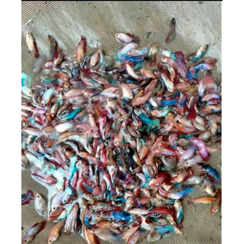 

{[!PROMO !]} PARTAI IKAN CUPANG KOI,MULTY COLOR