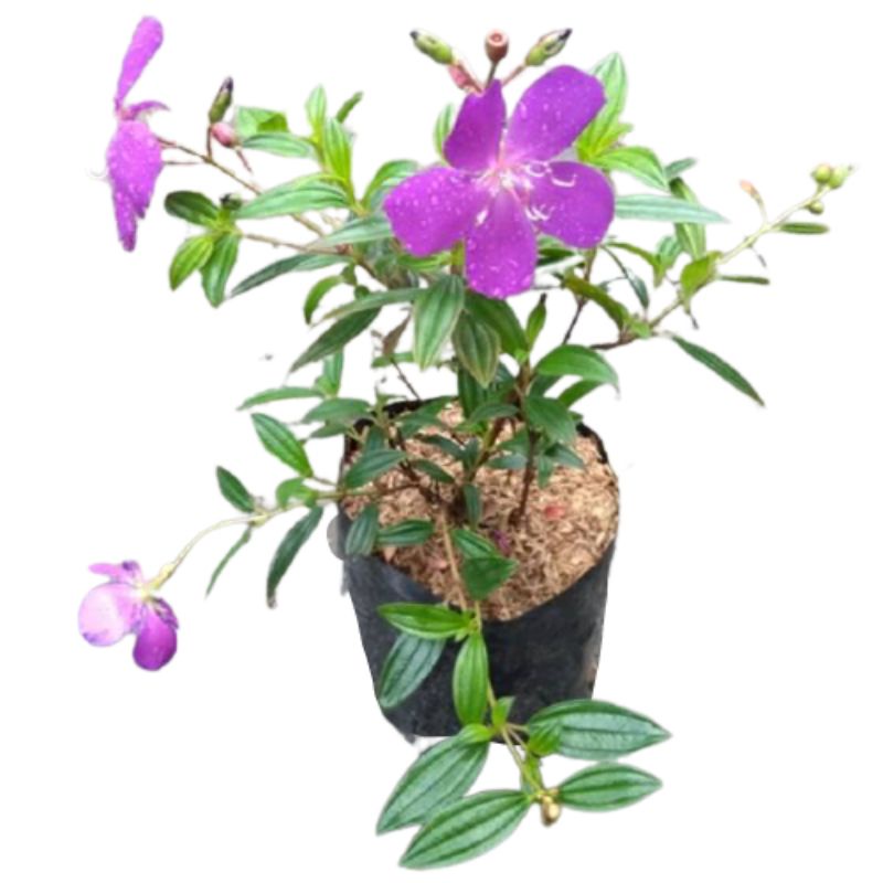 Bibit tanaman senggani /pohon senggani organik