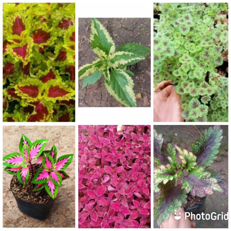 Paket 6 jenis Tanaman hias miana - tanaman miana - miana hias - tanaman hias miana