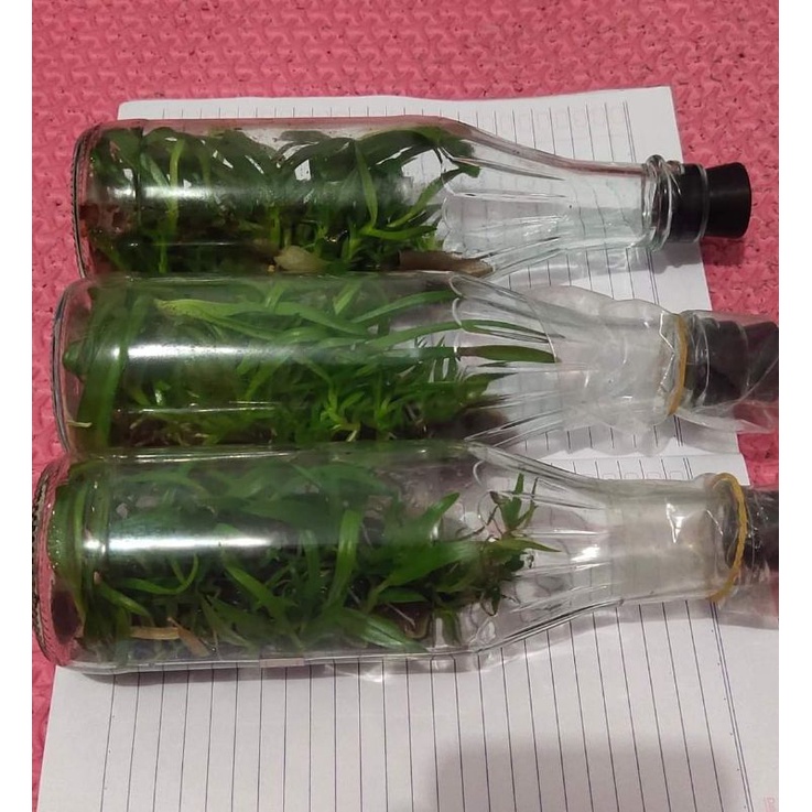 Anggrek Dendrobium Botol