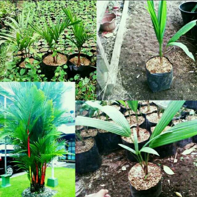 Bibit tanaman palem merah ukuran 50cm palm