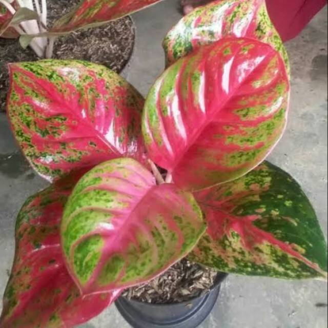 bibit bunga aglonema wulandari super