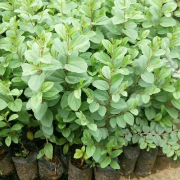 Bibit Tanaman Buah Bidara Arab Sidr Bibit Tanaman Buah Anti Jin