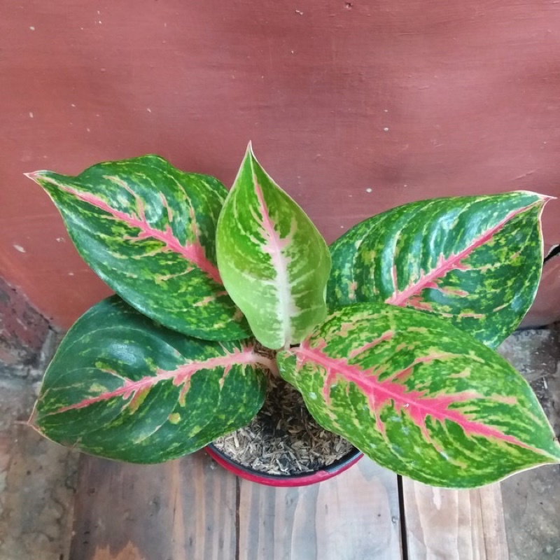 aglonema big papa/ aglo big papa anakan daun 1/2