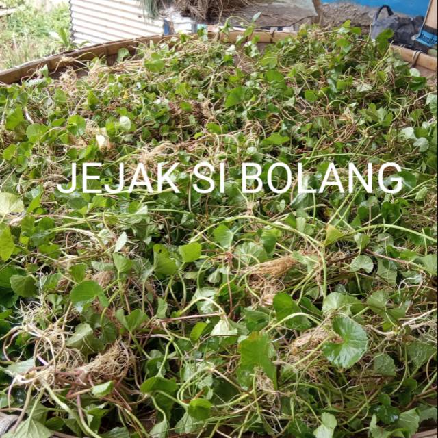 

DAUN PEGAGANG SEGAR PER 250 GR DAUN ANTANAN FRESH LANGSUNG PETIK