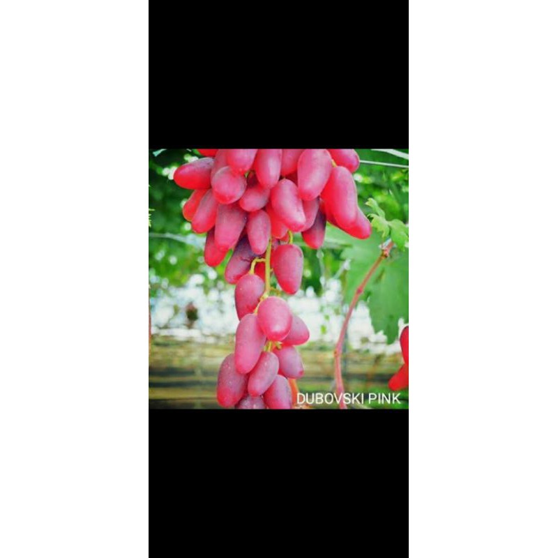 

anggur import