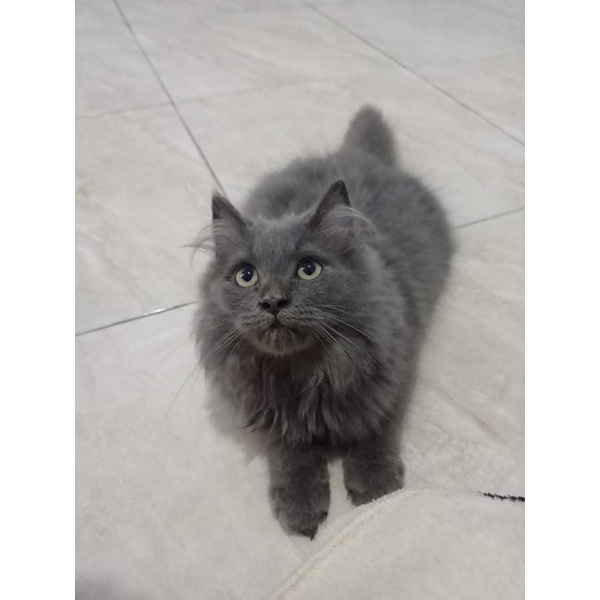 KUCING KITTEN RUSSIAN BLUE