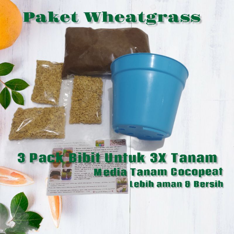 Rumput Kucing Wheatgrass Paket Rumput Kucing Lengkap 3x Tanam