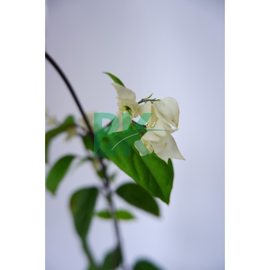 tanaman Nona makan sirih  (Clerodendrum thomsoniae)bunga putih - BAKUL KEMBANG