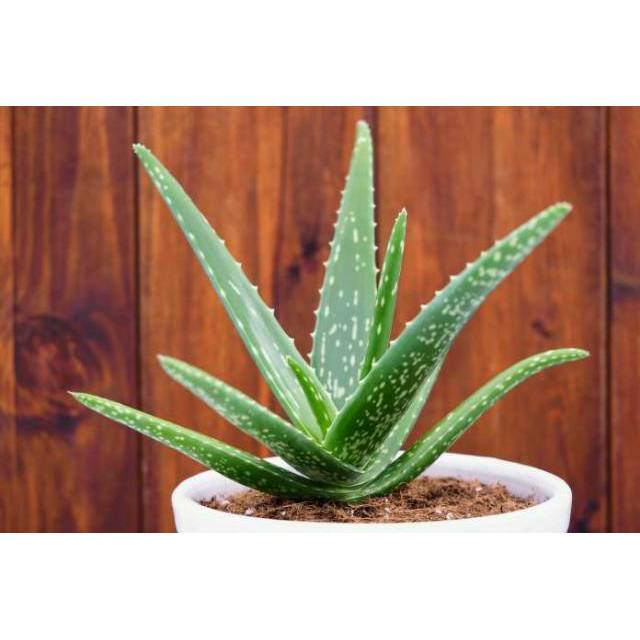 tanaman hias aloevera lidah buaya mini