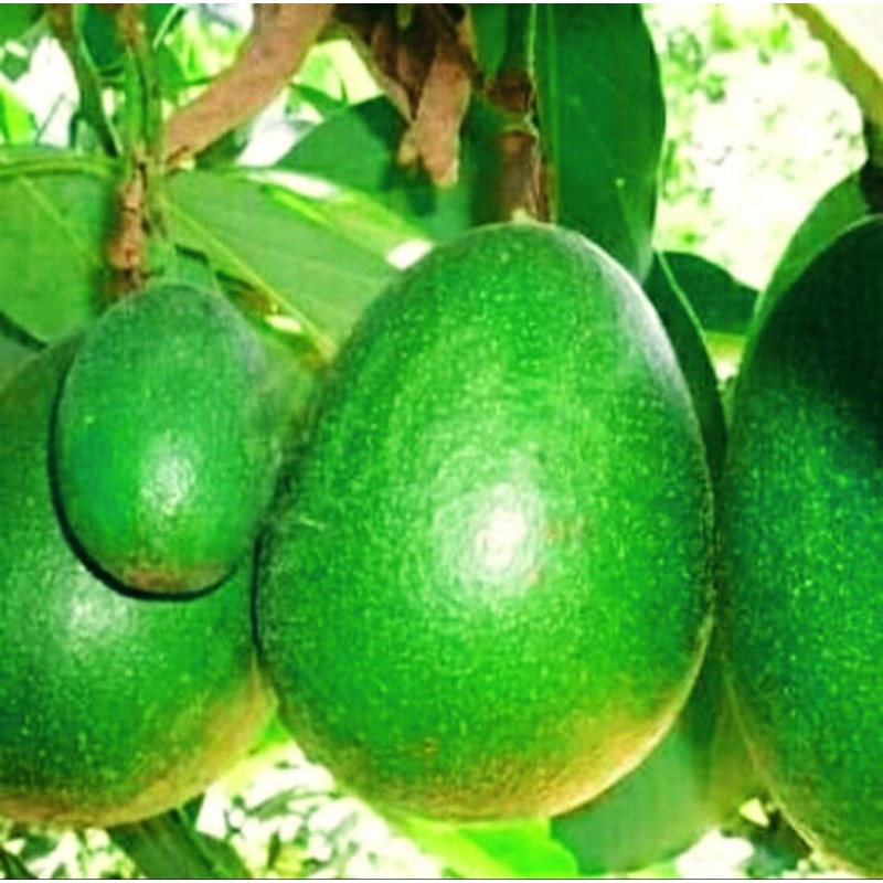 Alpukat Markus Jumbo/Kendil