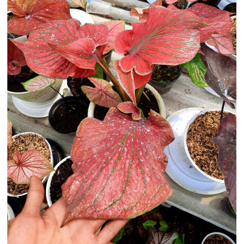 Bonggolan Caladium Red Ceria/Bunga Hias kaladium Red Ceria/Keladi Merah/Kaladi Red Ceria SALE