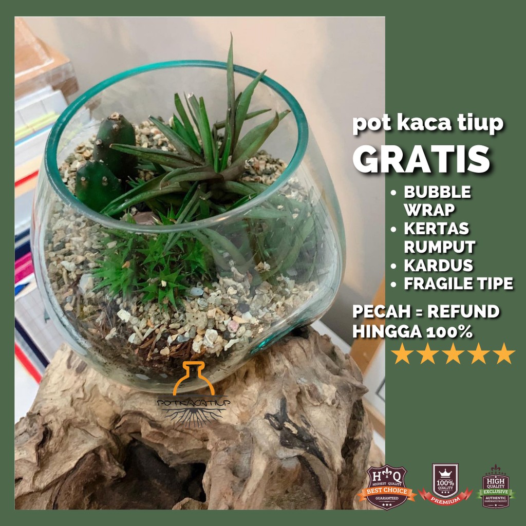 Aquarium Ikan Cupang Ukuran XL Aquarium Cupang, Pot Tanaman, Aquascape, Aquarium mini, Aquarium Kaca